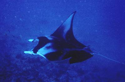 Manta